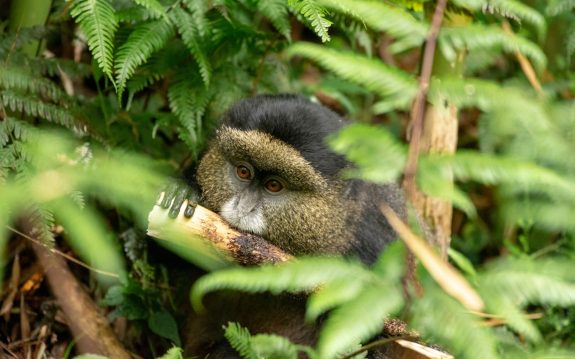 Golden Monkey