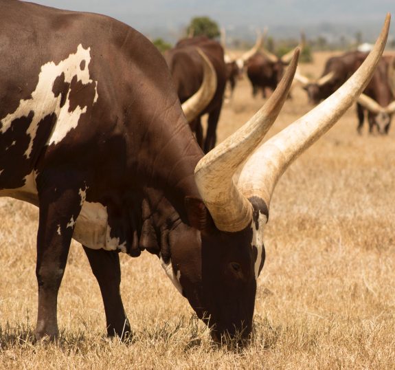 Uganda-Cultural-Tours