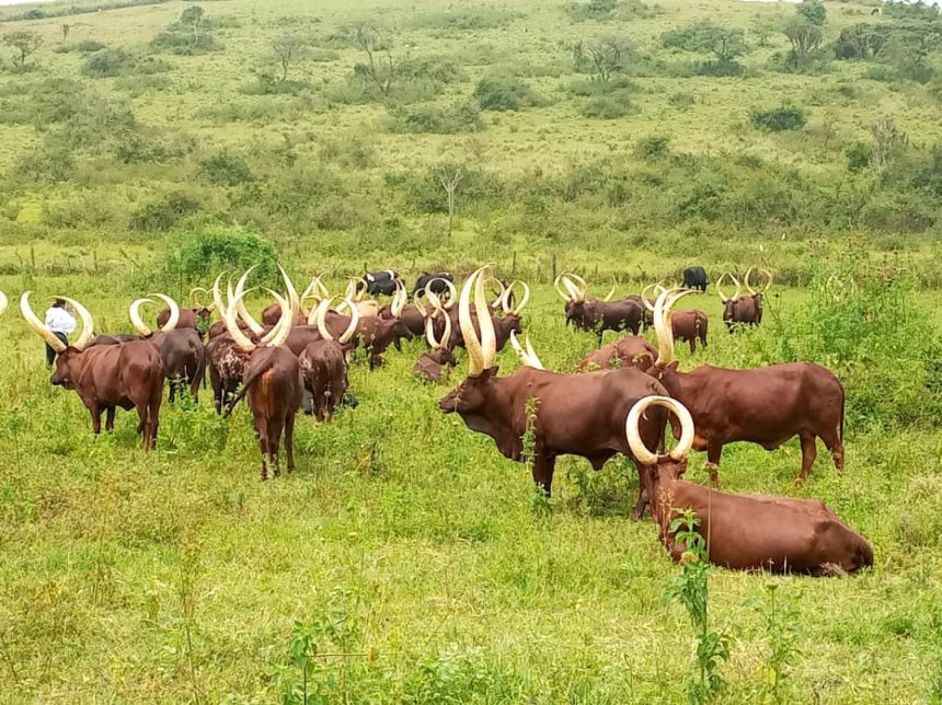 Ankole Cattle Heritage - Rohimo Safaris