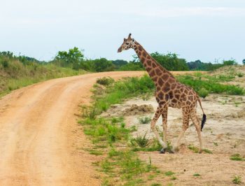Essential Tips for Traveling to Uganda
