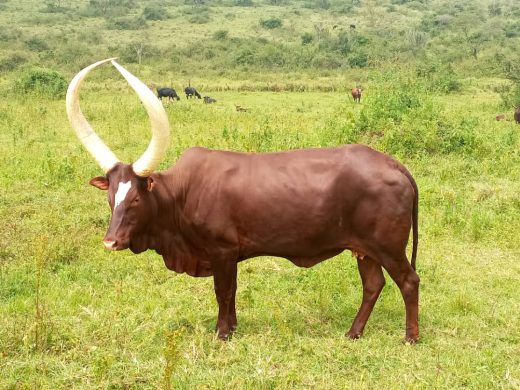 Long Horned Cattle