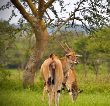 Uganda Cultural Destinations