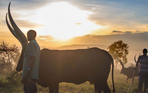 ankole-longhorn-cow